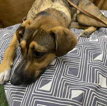 Cargar imagen en el visor de la galería, Funda tamaño grande
